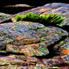 Rock and Moss